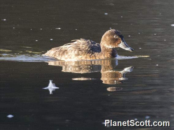 Hardhead (Aythya australis)