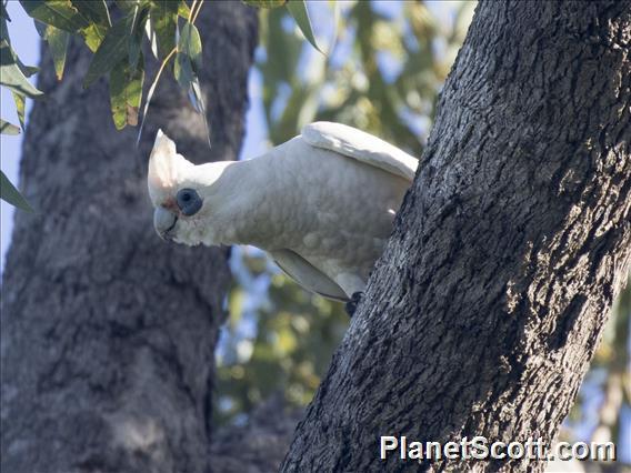 Little Corella (Cacatua sanguinea)