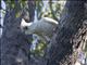 Little Corella (Cacatua sanguinea)