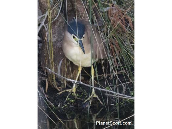 Nankeen Night-Heron (Nycticorax caledonicus)