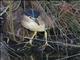 Nankeen Night-Heron (Nycticorax caledonicus)