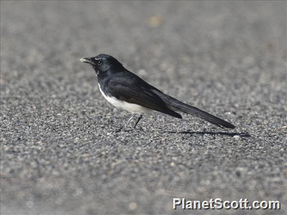 Willie-wagtail (Rhipidura leucophrys)