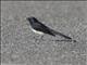 Willie-wagtail (Rhipidura leucophrys)