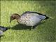 Maned Duck (Chenonetta jubata) - Male