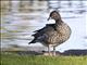 Maned Duck (Chenonetta jubata) - Female