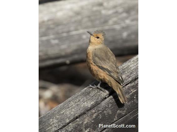 Rufous Treecreeper (Climacteris rufus)