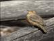 Rufous Treecreeper (Climacteris rufus)