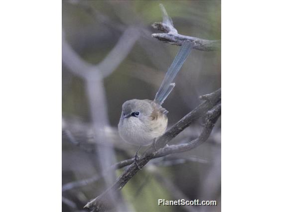 Blue-breasted Fairywren (Malurus pulcherrimus)