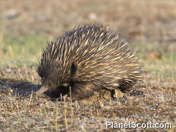 Short-beaked Echidna (Tachyglossus aculeatus)