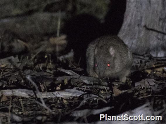 Woylie (Bettongia penicillata)