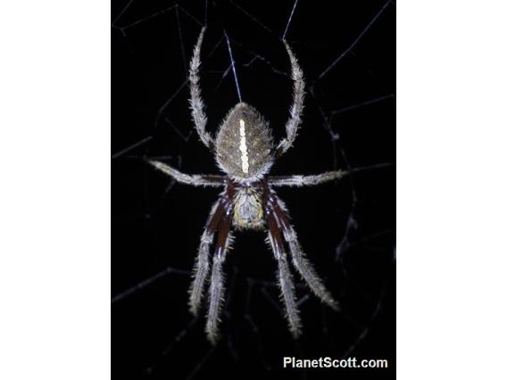 Australasian Garden Orb Weaver (Hortophora sp)