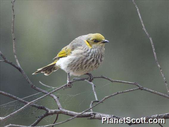 Yellow-plumed Honeyeater (Ptilotula ornata)