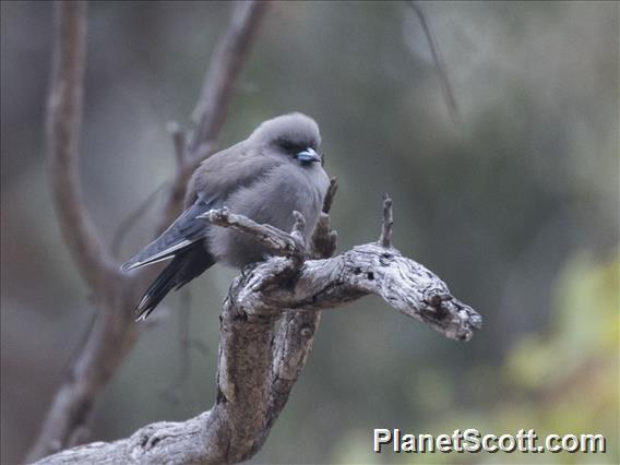 Dusky Woodswallow (Artamus cyanopterus)