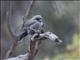 Dusky Woodswallow (Artamus cyanopterus)