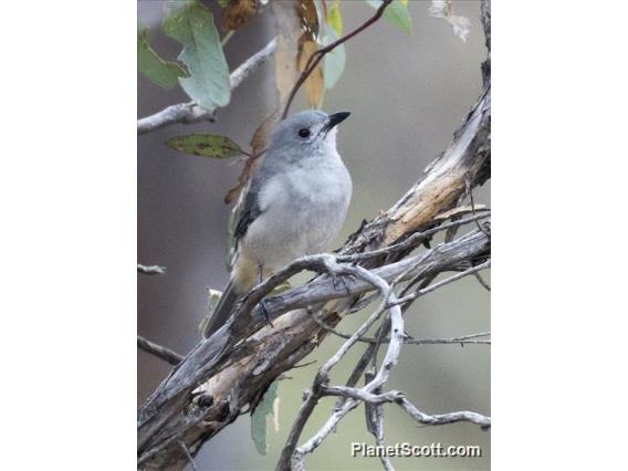 Gray Shrikethrush (Colluricincla harmonica)