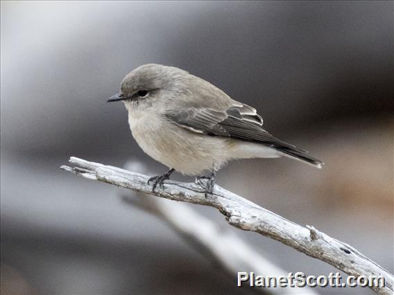 Jacky-winter (Microeca fascinans)