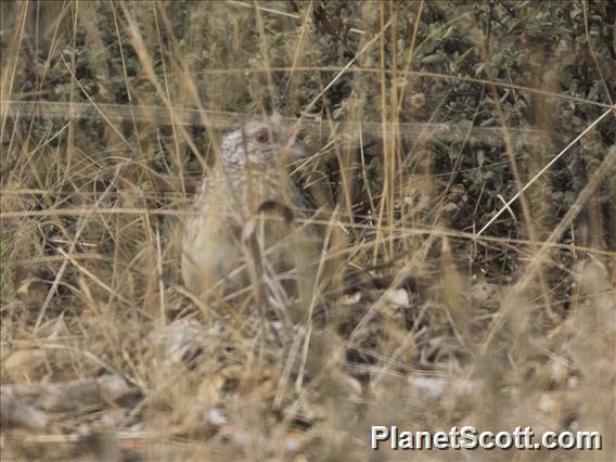 Painted Buttonquail (Turnix varius)