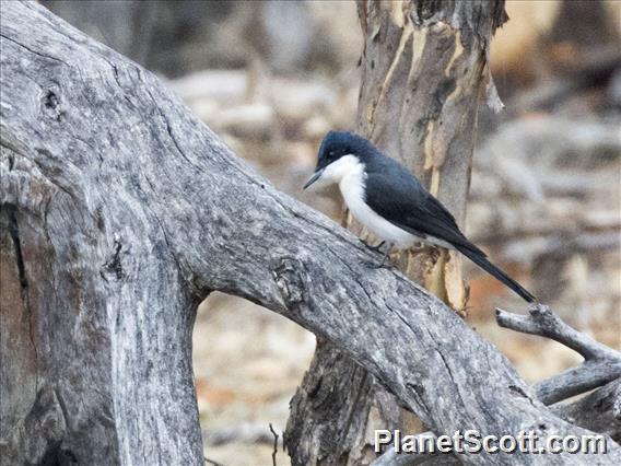 Restless Flycatcher (Myiagra inquieta)