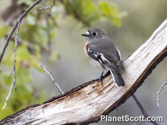 Scarlet Robin (Petroica boodang)