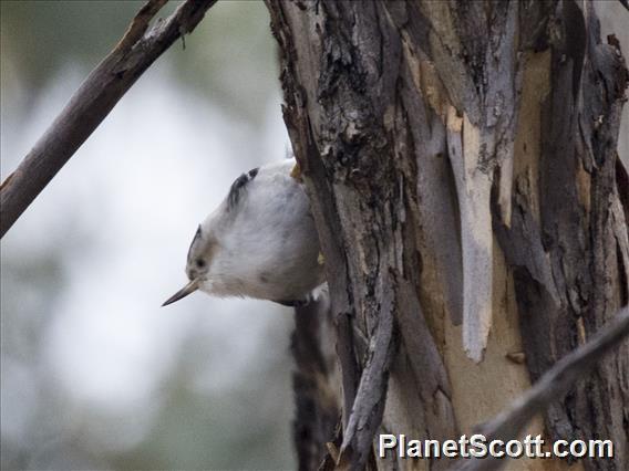 Varied Sittella (Daphoenositta chrysoptera)