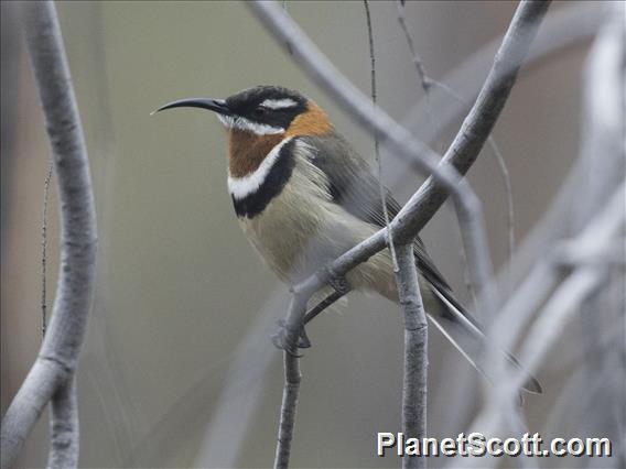 Western Spinebill (Acanthorhynchus superciliosus)