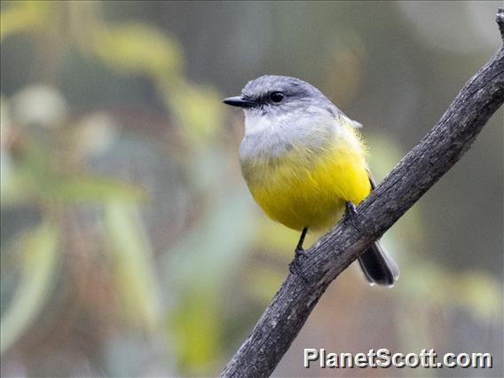 Western Yellow Robin (Eopsaltria griseogularis)