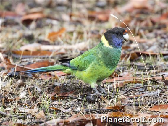 Australian Ringneck (Barnardius zonarius)