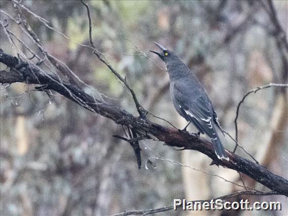 Gray Currawong (Strepera versicolor)