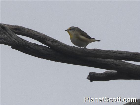 Striated Pardalote (Pardalotus striatus)