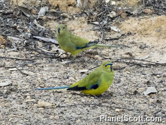 Elegant Parrot (Neophema elegans)