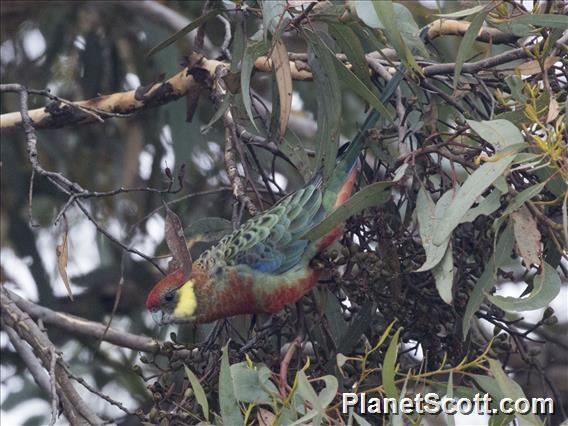 Western Rosella (Platycercus icterotis)