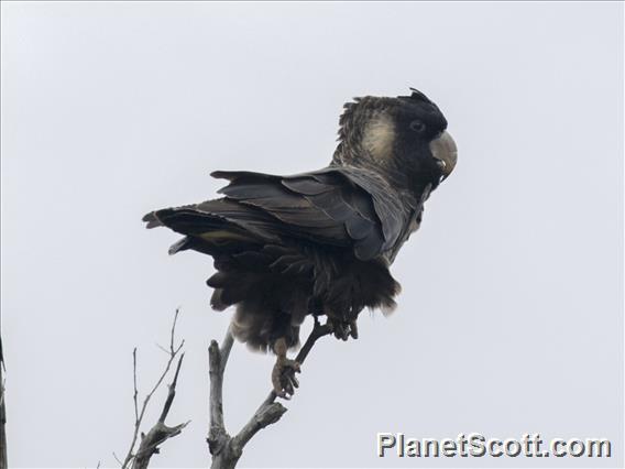 Baudin's Black-Cockatoo (Zanda baudinii)