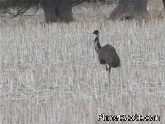 Emu (Dromaius novaehollandiae)