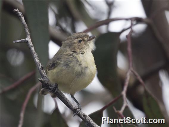 Weebill (Smicrornis brevirostris)