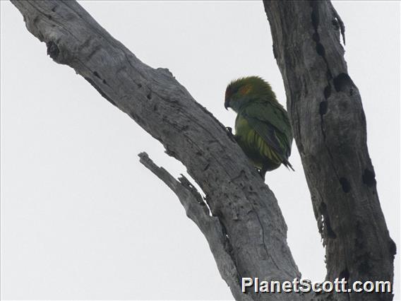 Purple-crowned Lorikeet (Psitteuteles porphyrocephalus)