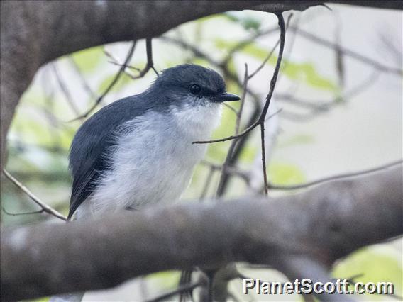 White-breasted Robin (Eopsaltria georgiana)