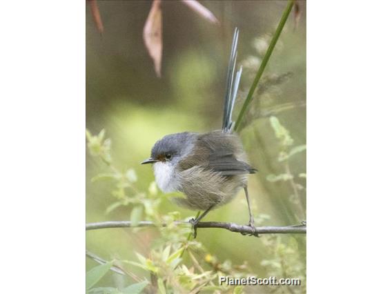 Red-winged Fairywren (Malurus elegans)