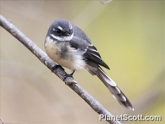 Gray Fantail (Rhipidura albiscapa)