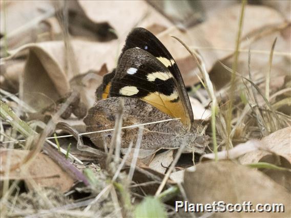 Common Brown (Heteronympha merope)