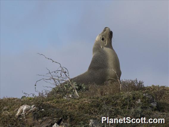 Australian Sea Lion (Neophoca cinerea)