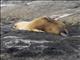 Australian Sea Lion (Neophoca cinerea)