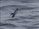 White-faced Storm-Petrel (Pelagodroma marina)