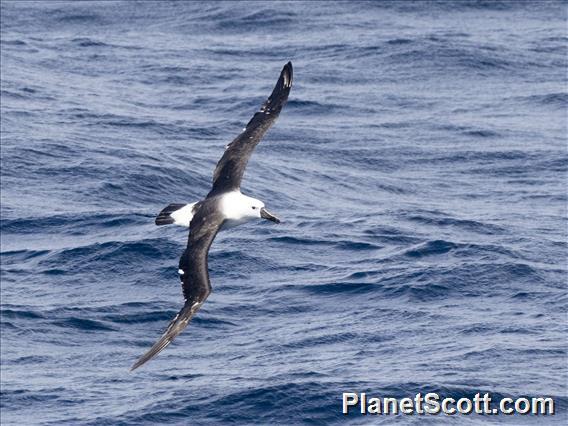 Indian Yellow-nosed Albatross (Thalassarche carteri)