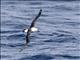 Indian Yellow-nosed Albatross (Thalassarche carteri)