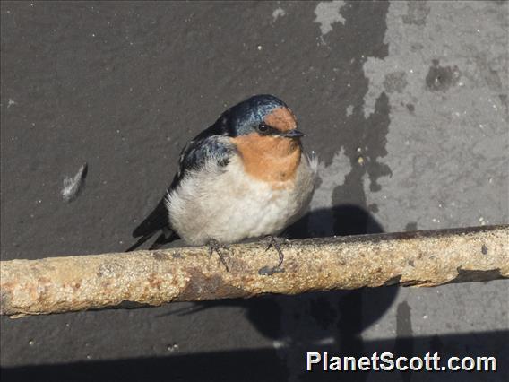 Welcome Swallow (Hirundo neoxena)