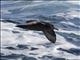 Flesh-footed Shearwater (Ardenna carneipes)