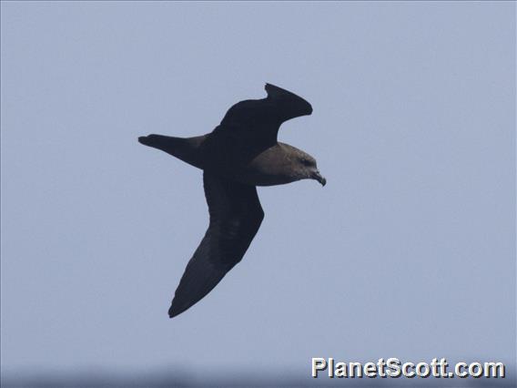 Great-winged Petrel (Pterodroma macroptera)