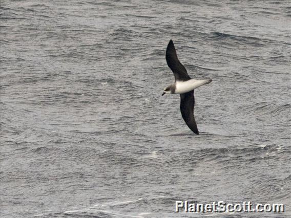 Soft-plumaged Petrel (Pterodroma mollis)