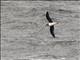 Soft-plumaged Petrel (Pterodroma mollis)