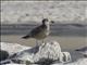 Pacific Gull (Larus pacificus) - 1st Summer